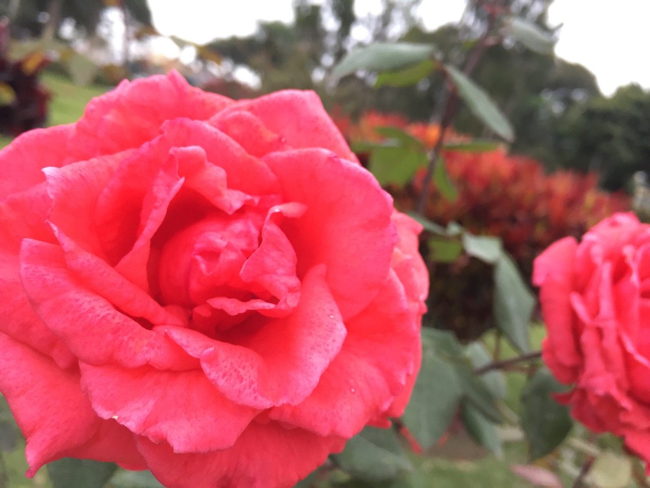 Iemīlam Limu un dodamies tālāk