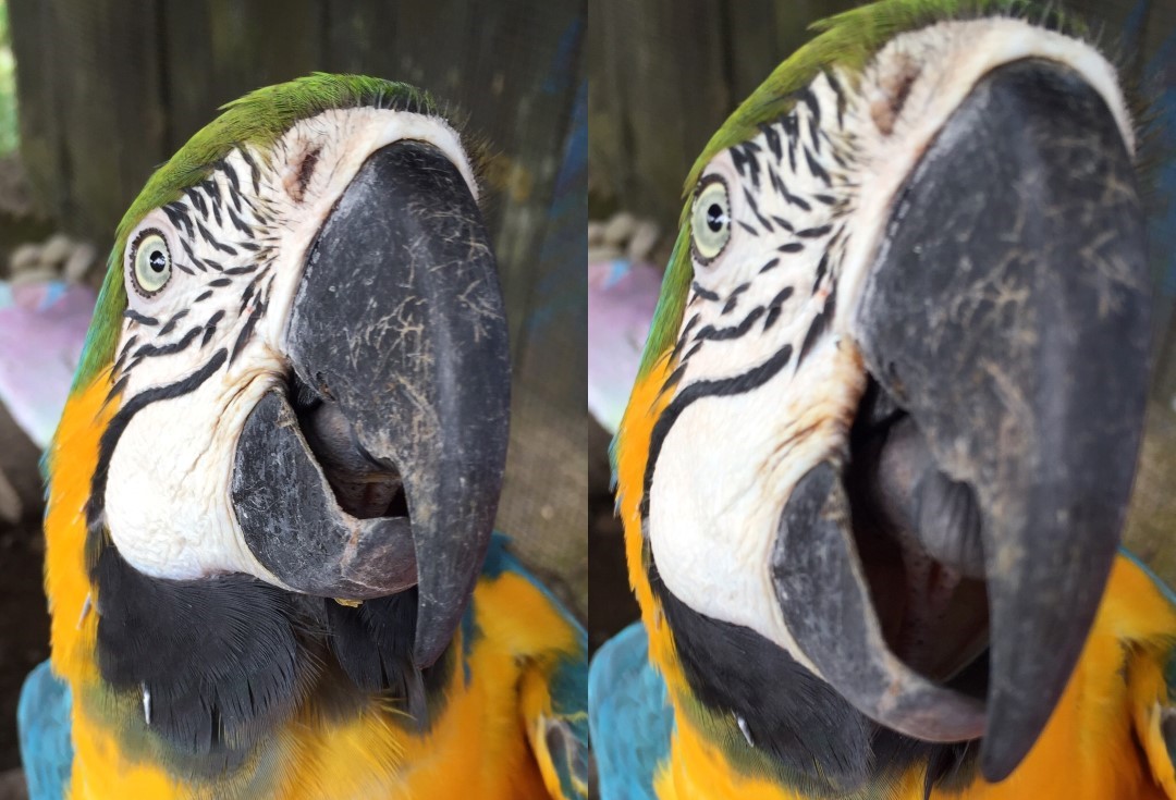 Lielas personības putnu veidolā