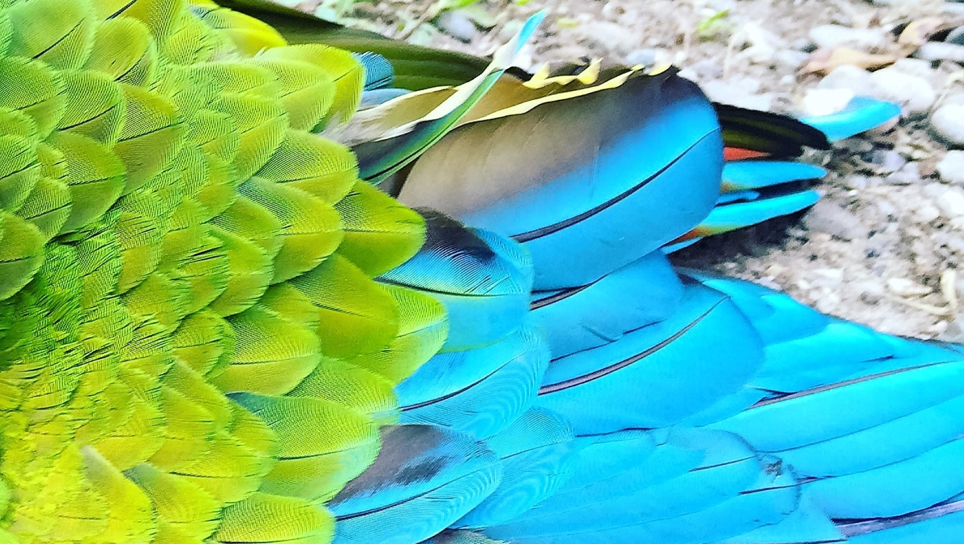 Bērnības sapņa piepildījums jeb darbs ar dzīvniekiem