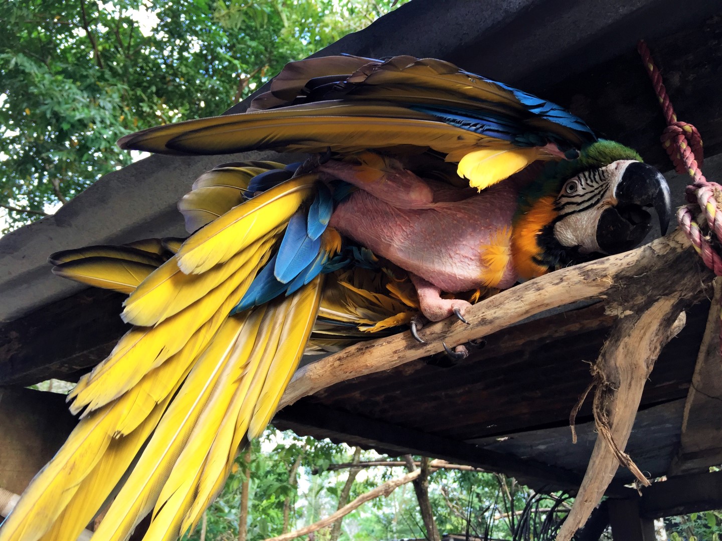 Macaw Pablo