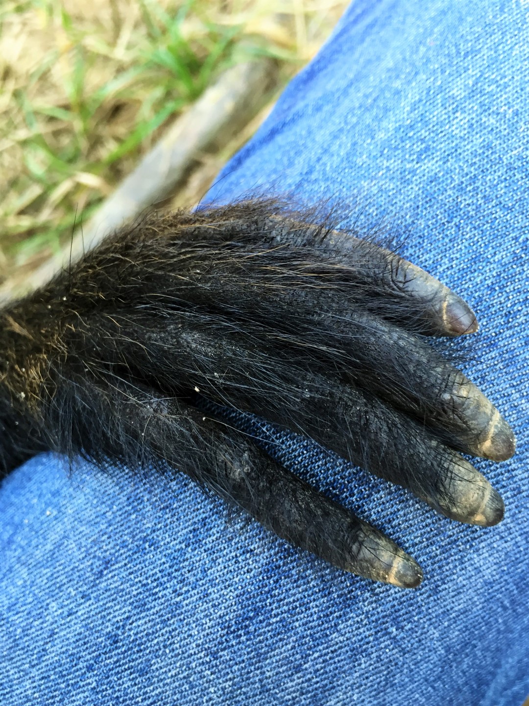 Atvadoties no Inti Wara Yassi