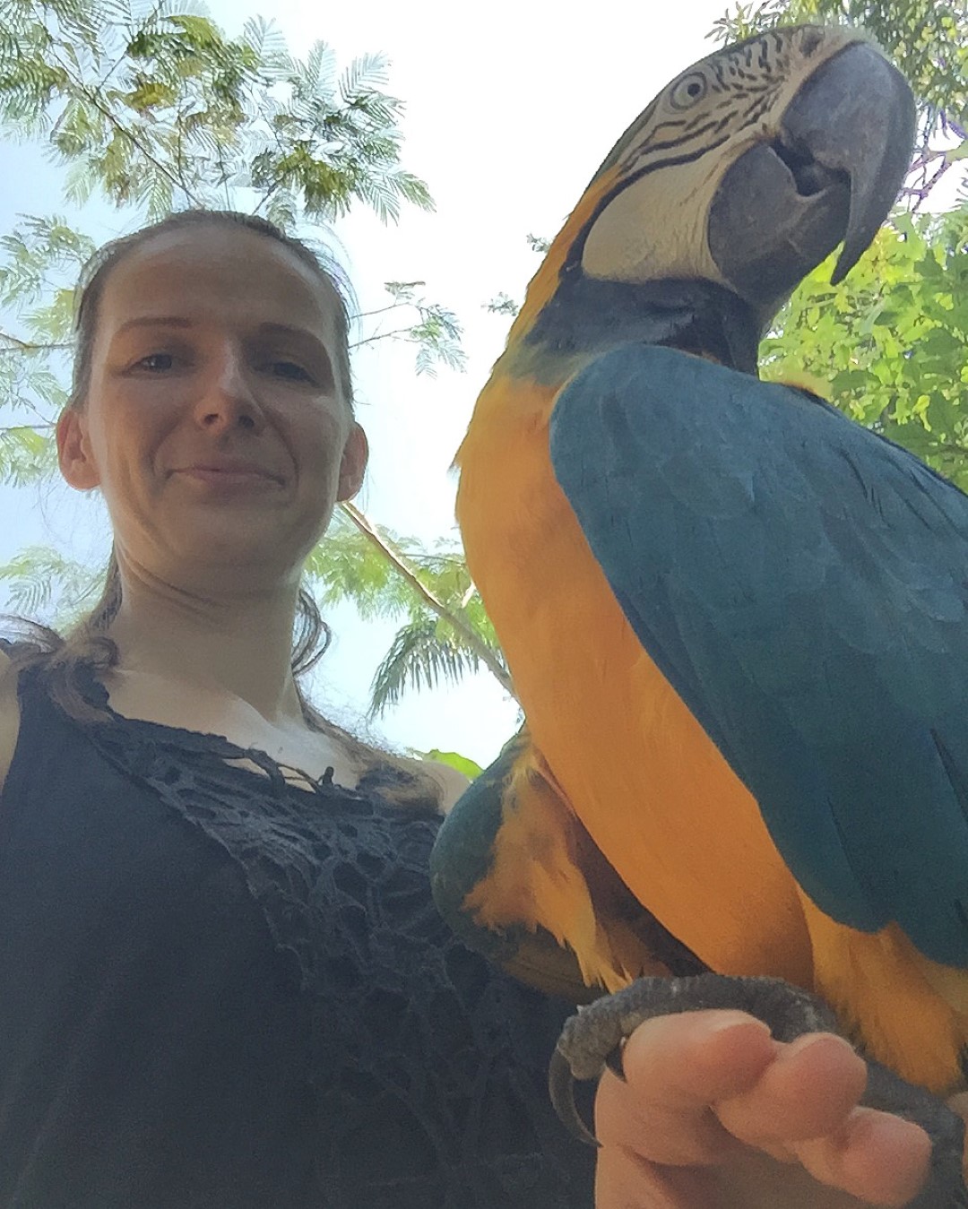 Macaw Monchito