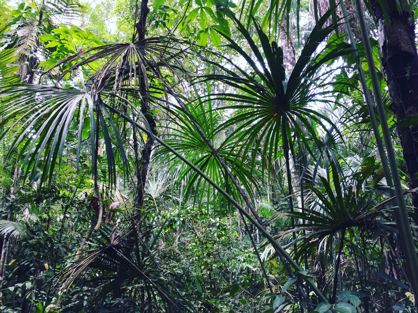 Džungļu dienasgrāmata