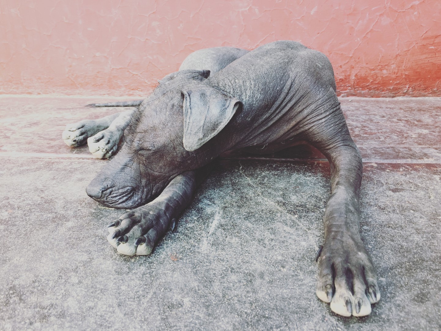 Peruvian dog