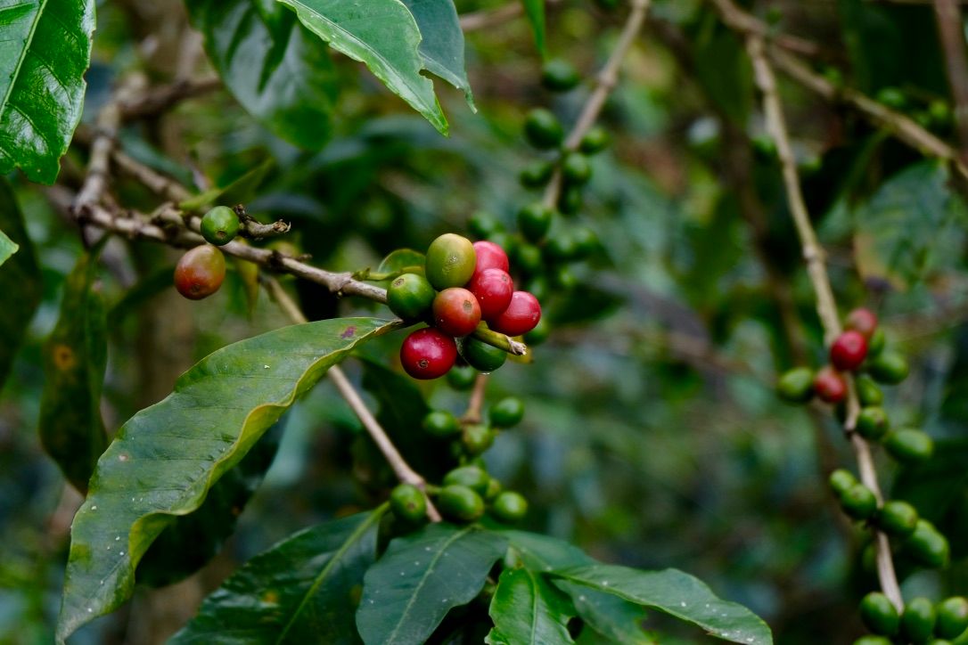 Kolumbijas kafijas stāsts