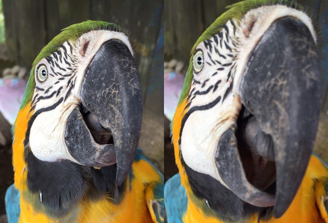 Lielas personības putnu veidolā