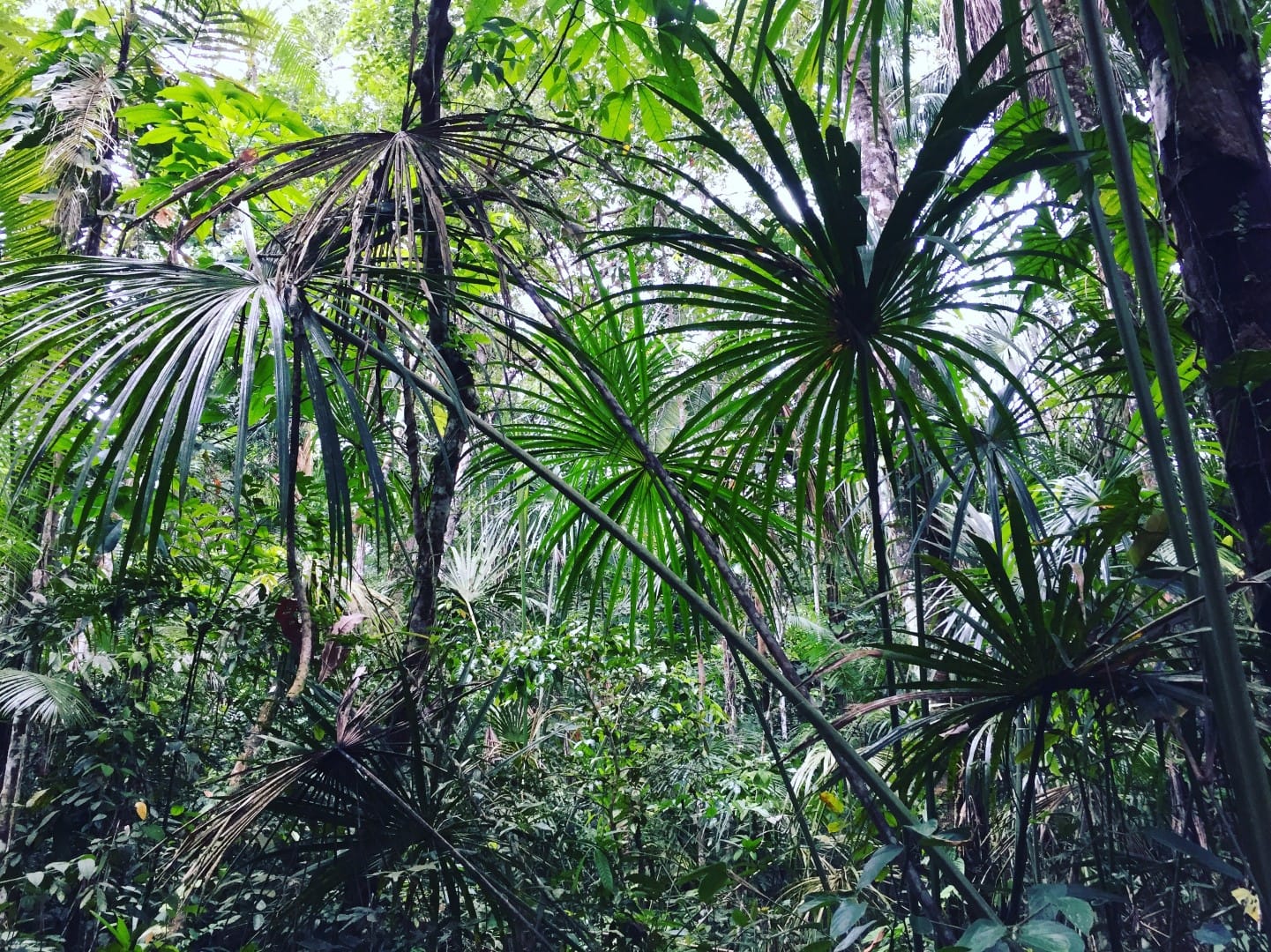 Džungļu dienasgrāmata