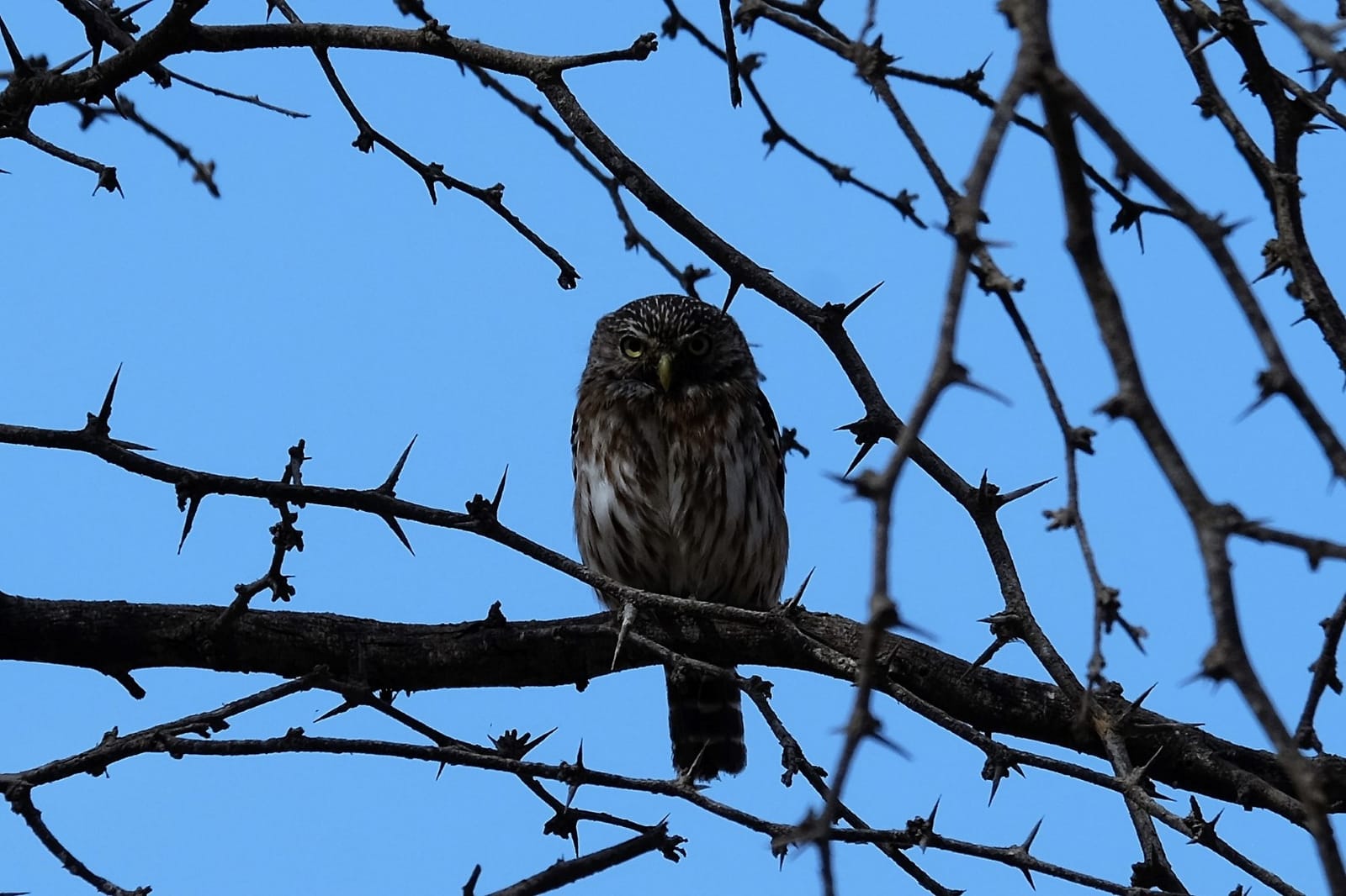 Putnu vērotāju atkalapvienošanās Chiclayo