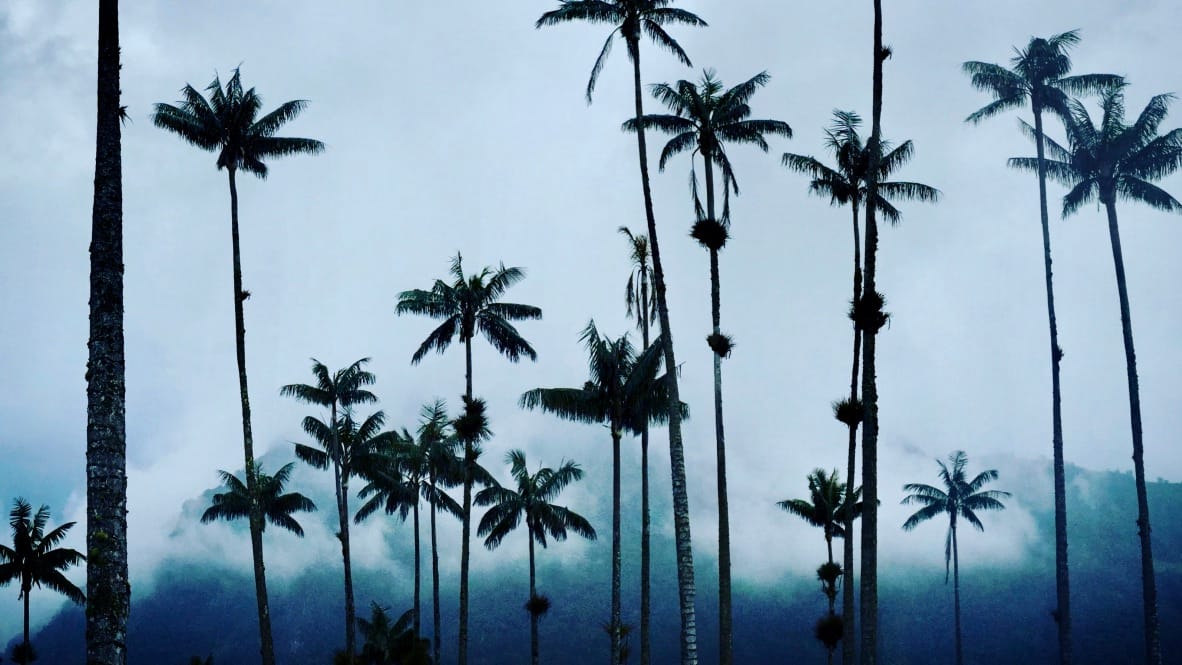 Jaunais gads pie kolibri un visgarākajām palmām